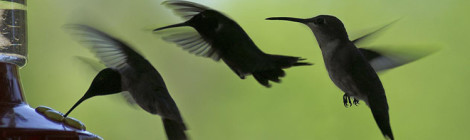 "Hummingbird Wings Landing #2" Tim Hamilton (Flickr)